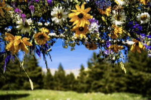 Colorado mountain wedding venues